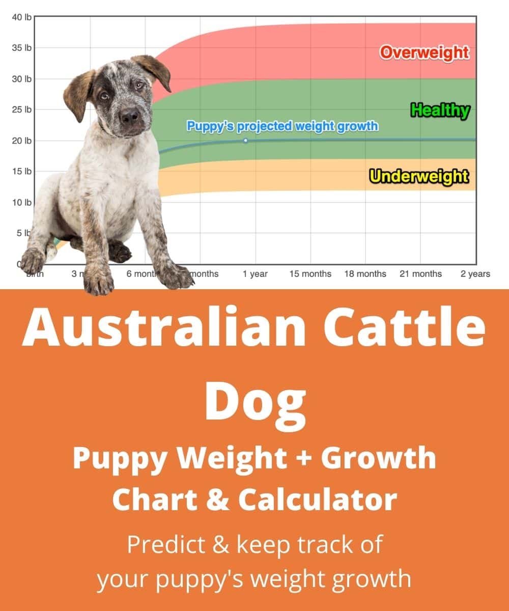 Australian cattle shop dog age chart